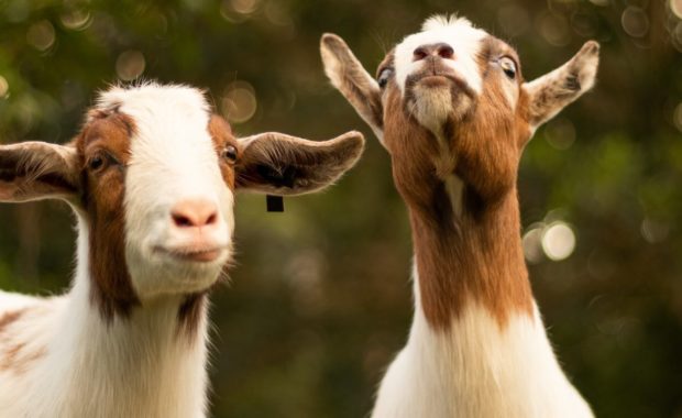 best goats for pets on farm
