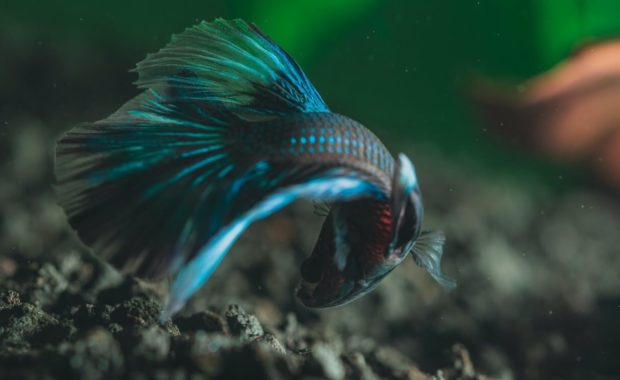 fish as small pets that are easy to take care of