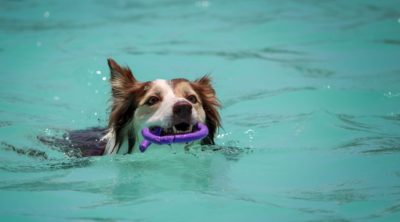 dog swimming in pool