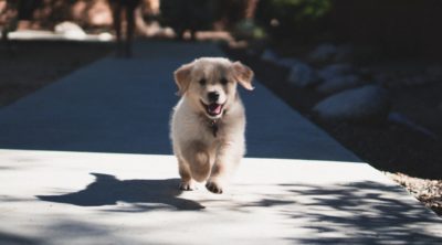 dog running on sidewalk