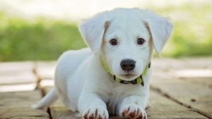 labrador blonde puppy