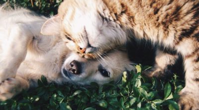 dog and cat laying in grass together