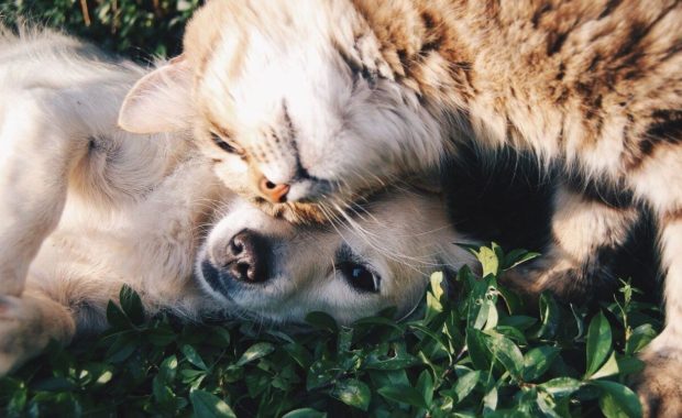 dog and cat laying in grass together